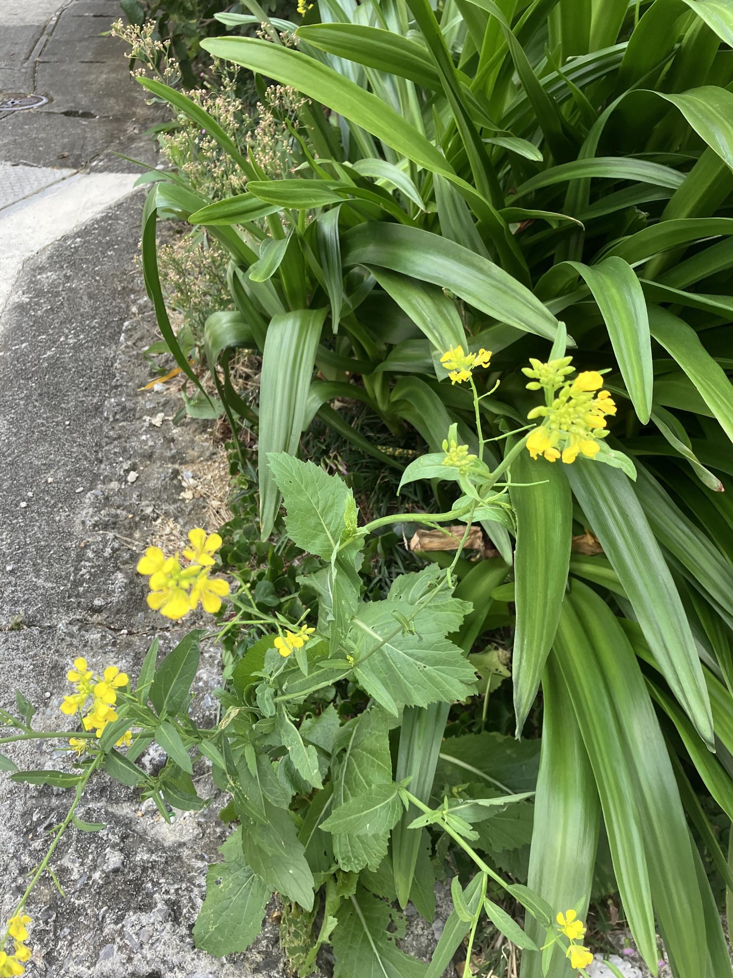 菜の花が咲く時期です