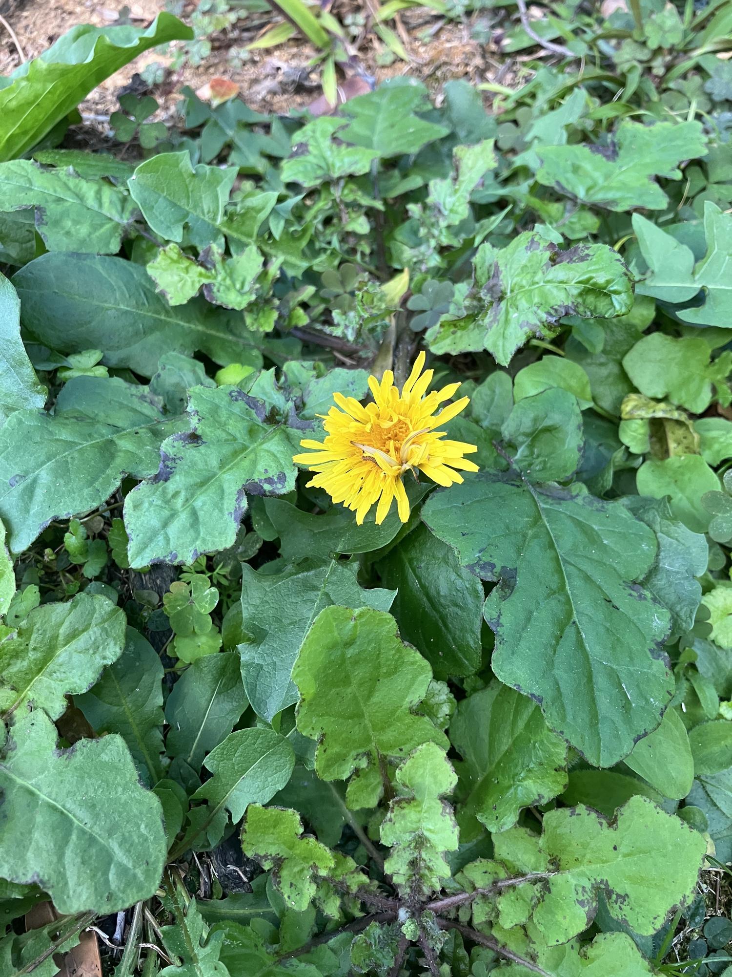 タンポポの黄色い花