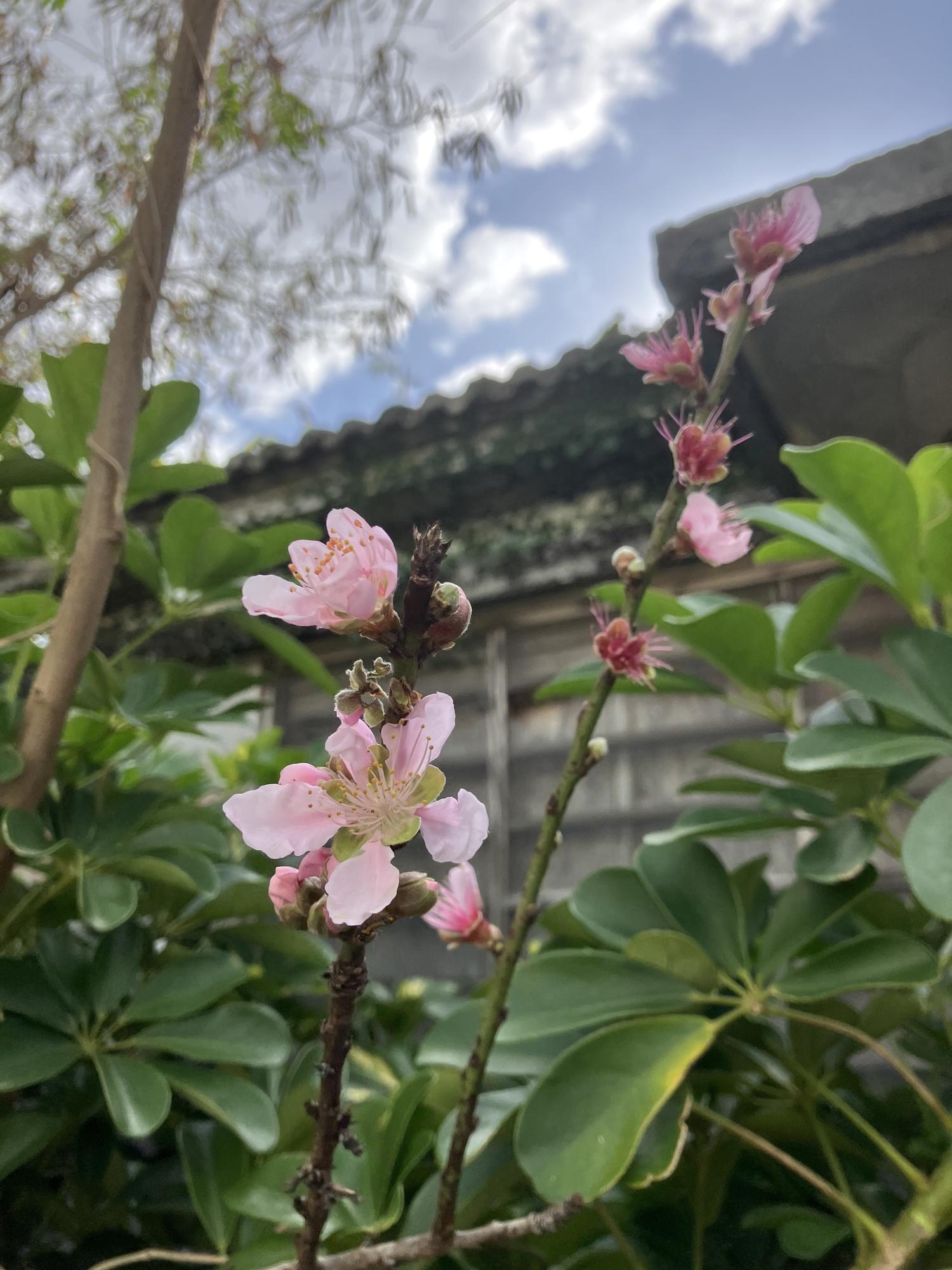 ピンク色の梅の花