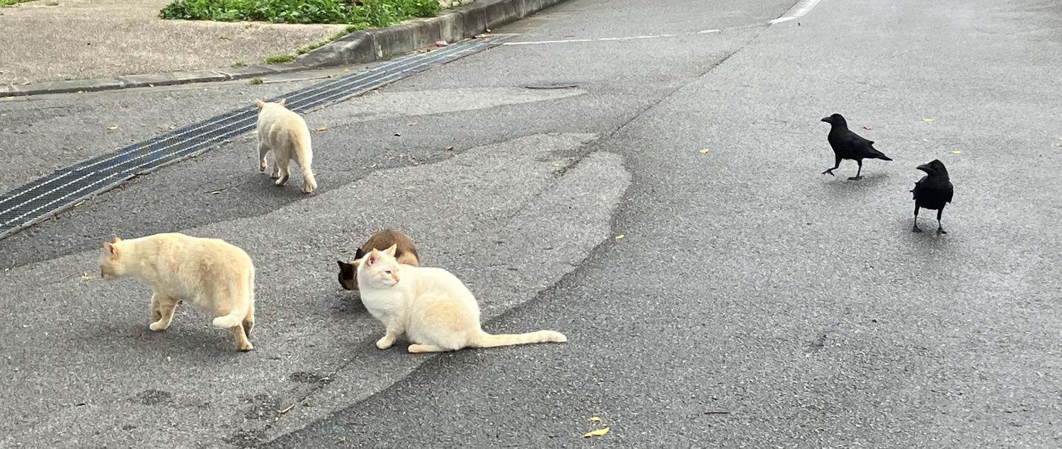 猫とカラス