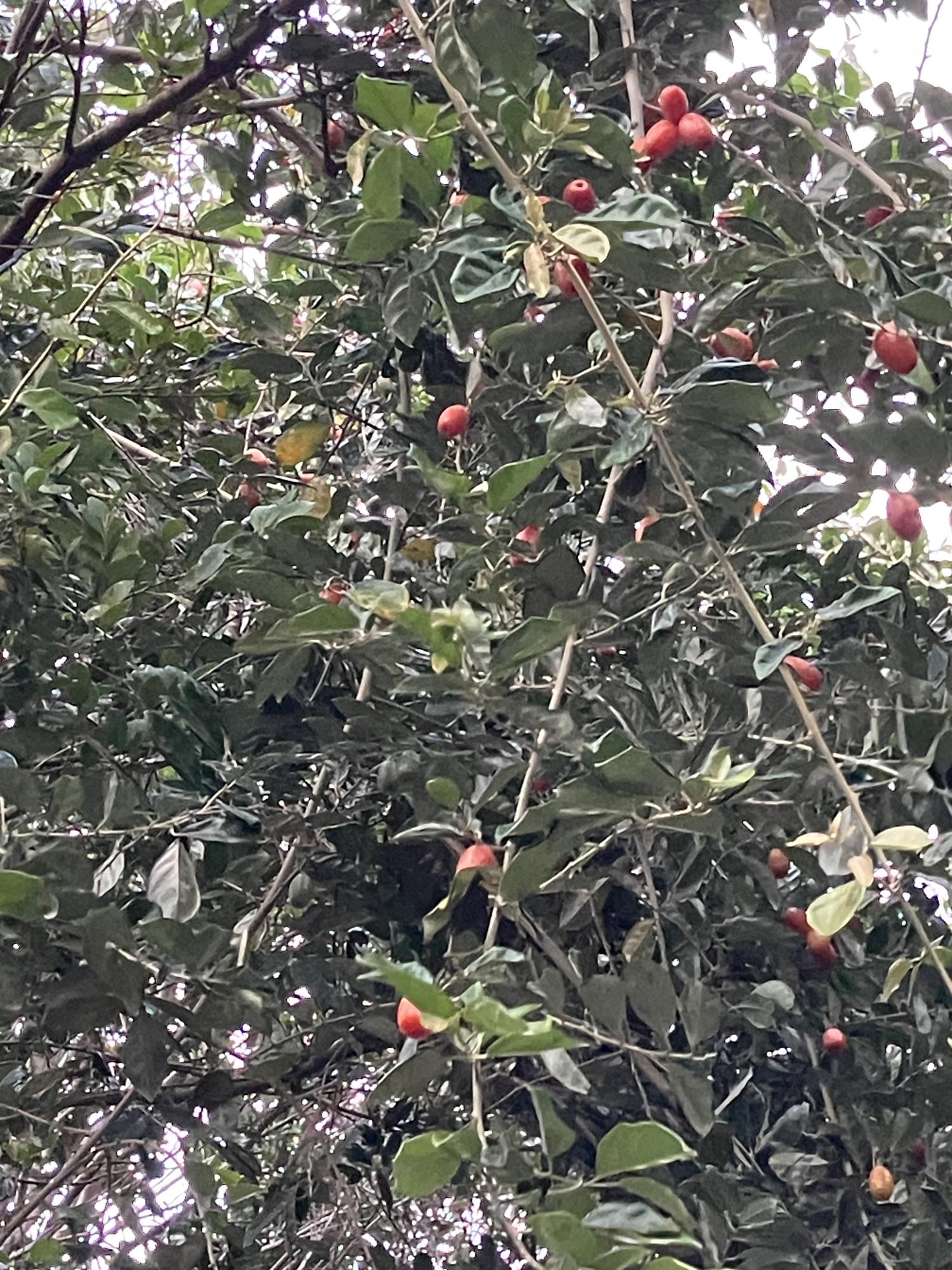 ベトナム産グミ