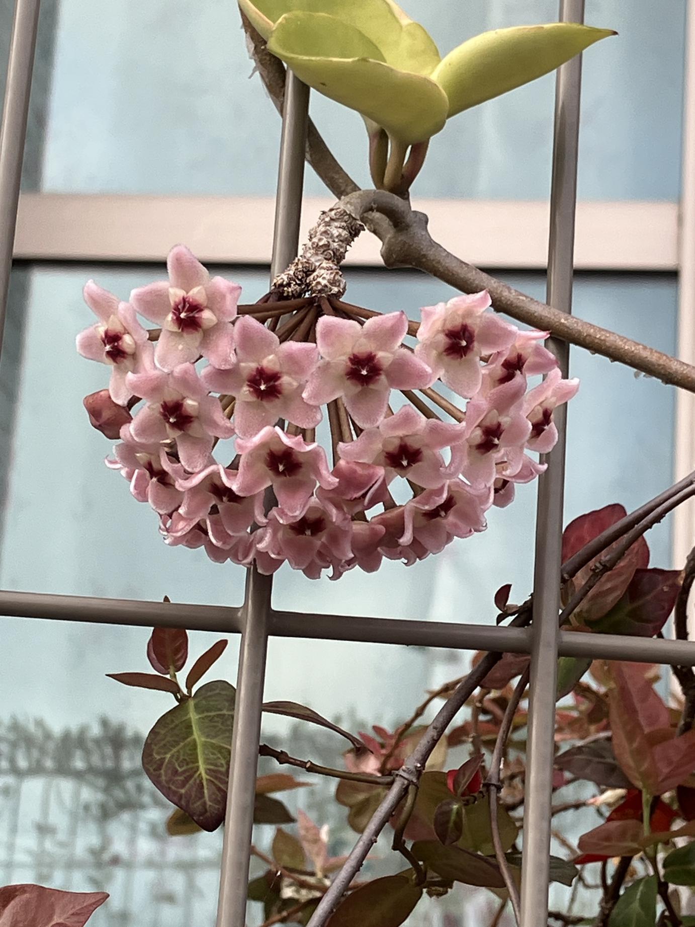 サクララン（桜蘭）