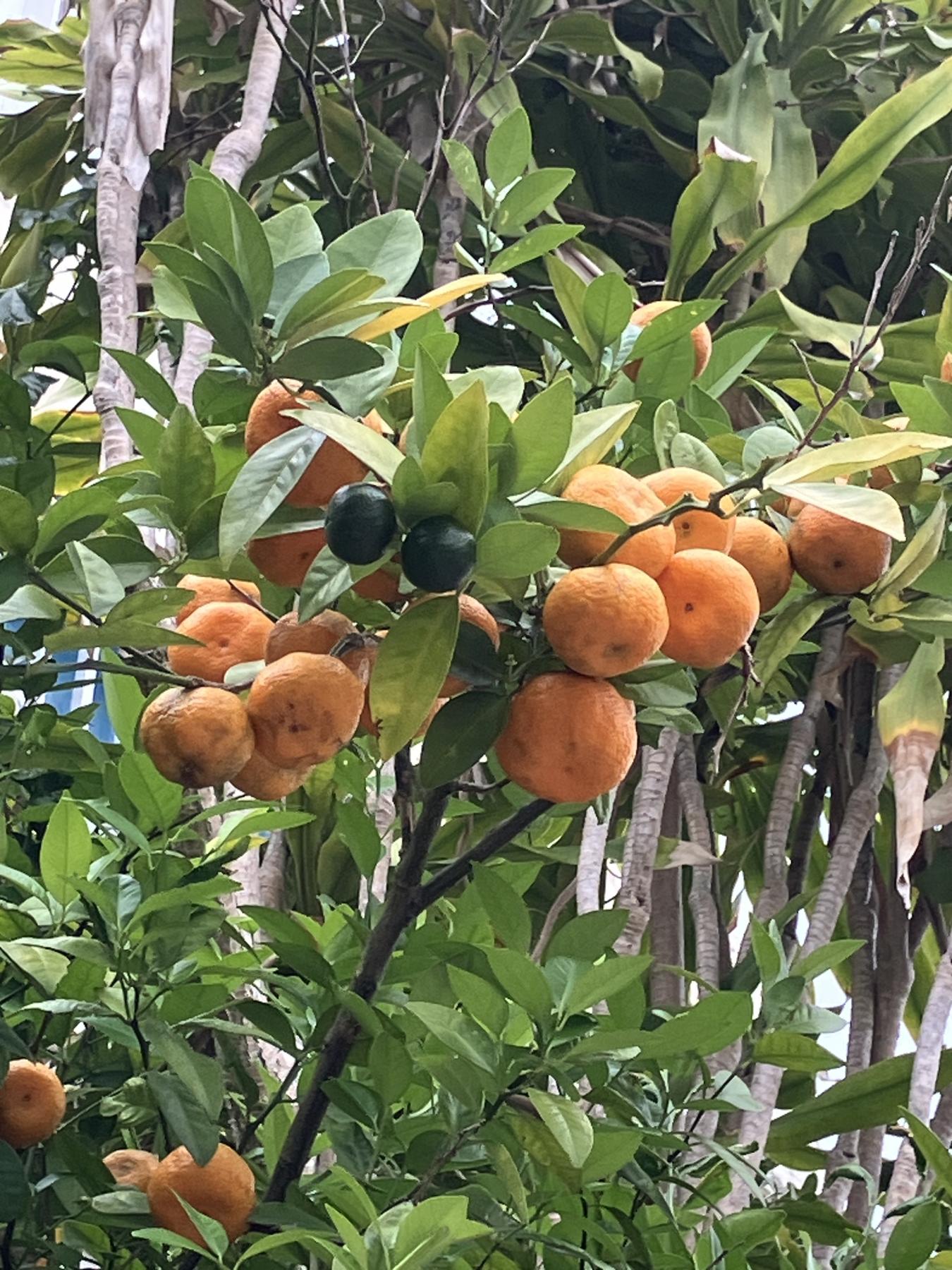 完熟と青切シークワーサー