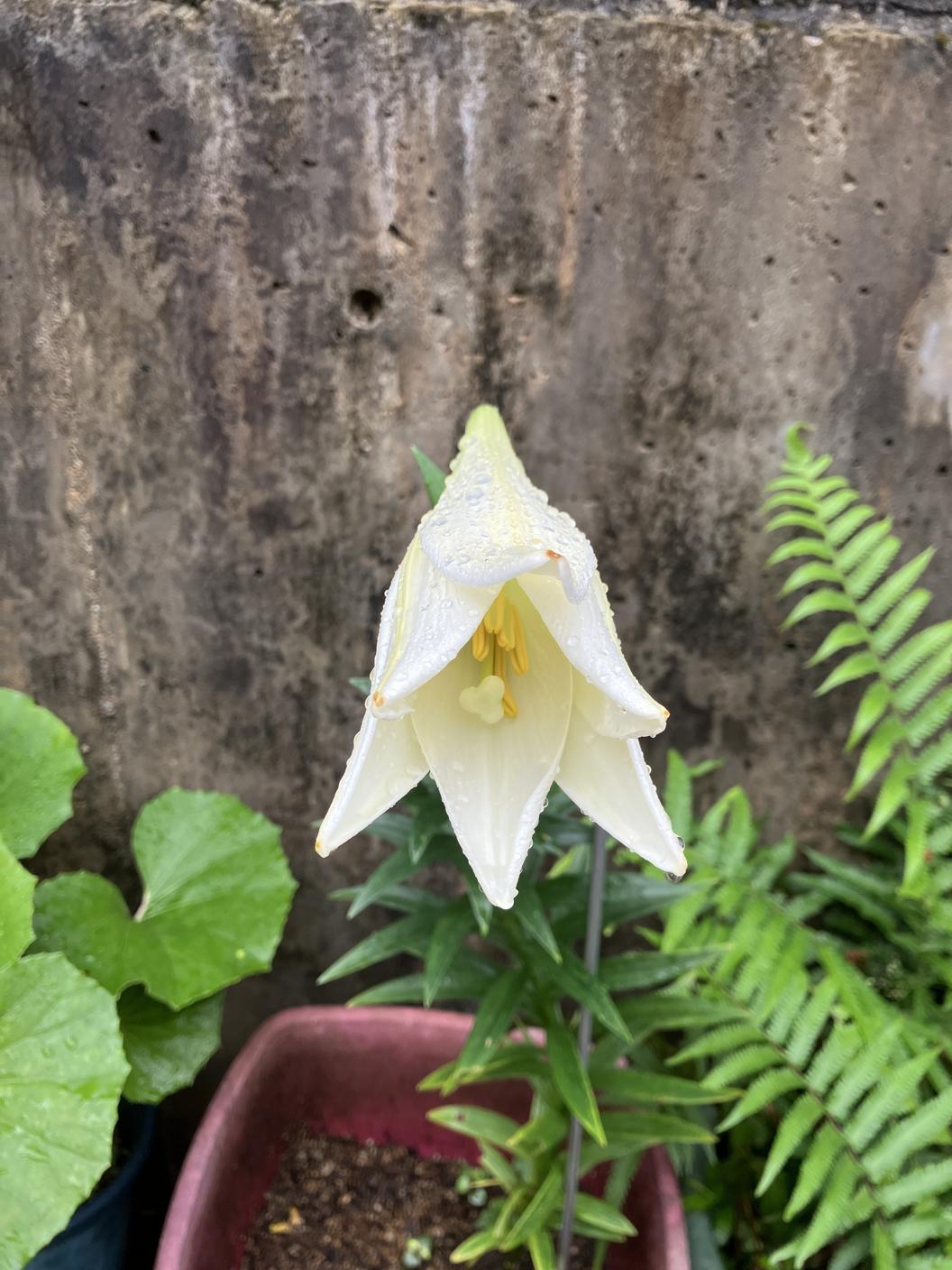 百合の蕾が開き始めた